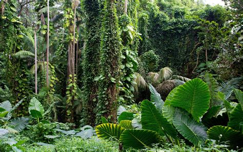 Printable Rainforest Background